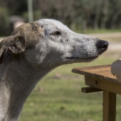 Photo de Galgo espagnol