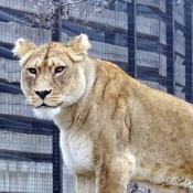 Photo de Lion