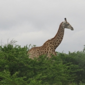 Photo de Girafe