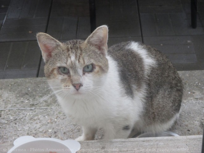 Photo de Chat domestique