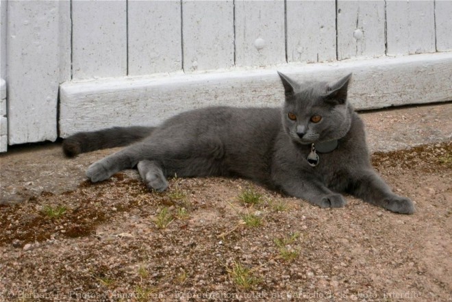 Photo de Chartreux