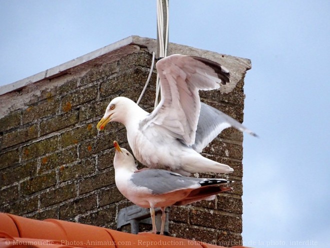 Photo de Goeland