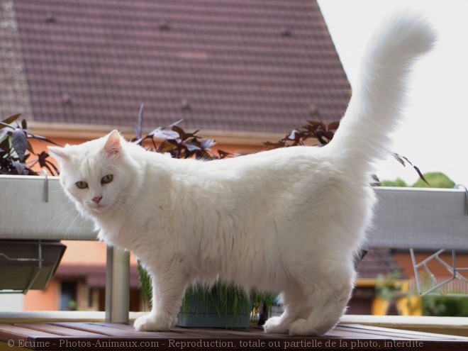 Photo de Chat domestique