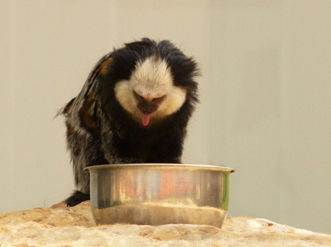 Photo de Singe - ouistiti de geoffroy