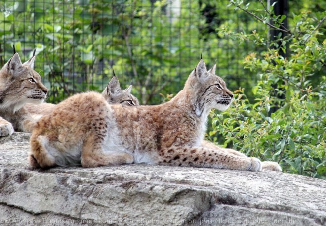 Photo de Lynx