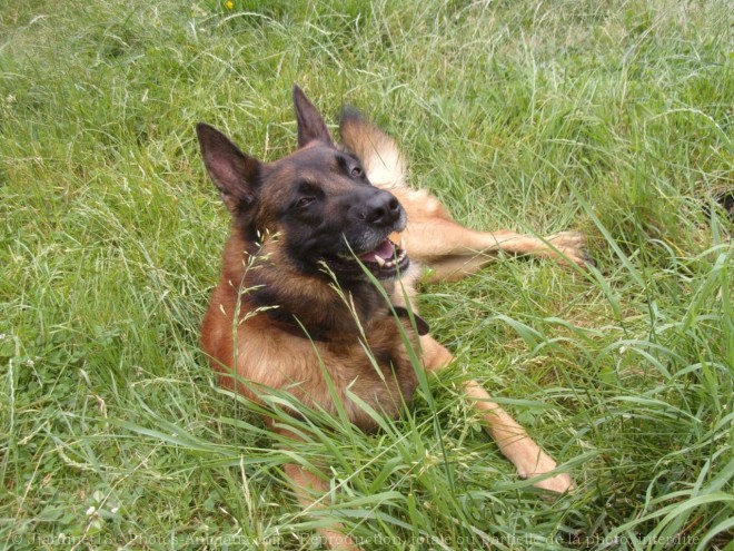 Photo de Berger belge malinois