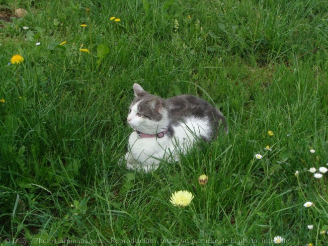 Photo de Chat domestique