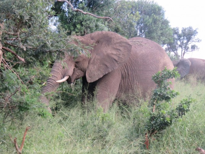 Photo d'Elphant d'afrique