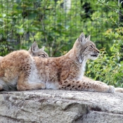 Photo de Lynx