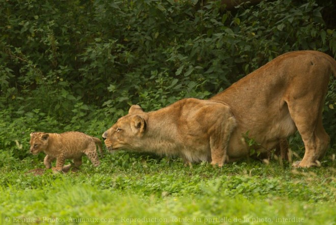 Photo de Lion