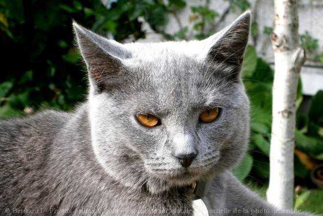 Photo de Chartreux