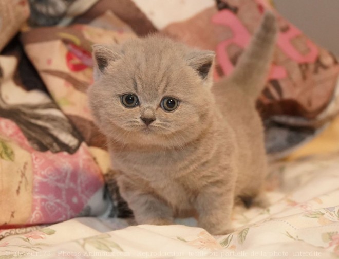 Photo de British shorthair