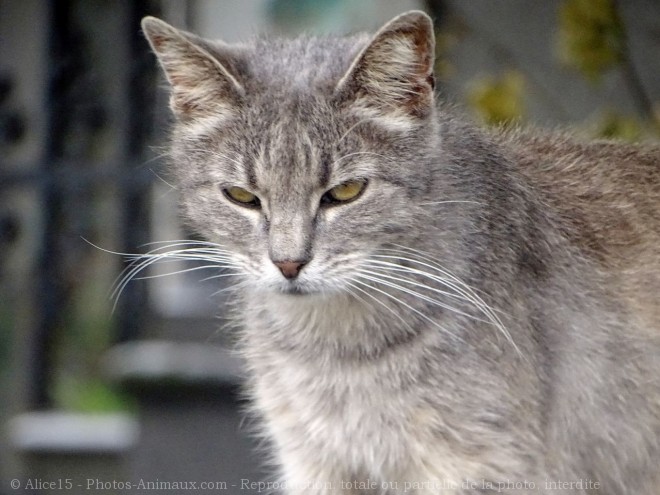 Photo de Chat domestique