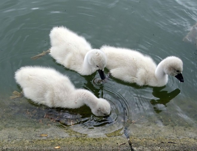 Photo de Cygne