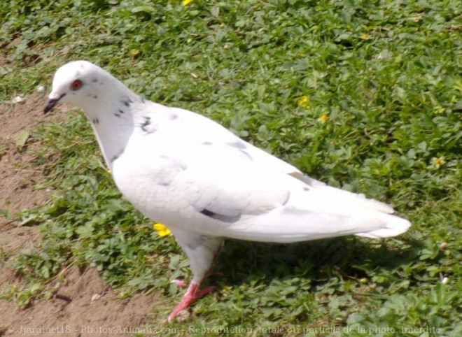 Photo de Pigeon - biset