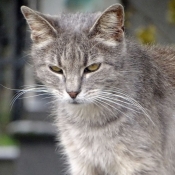 Photo de Chat domestique