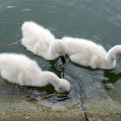 Photo de Cygne