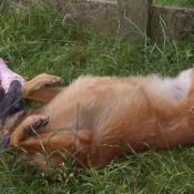 Photo de Berger belge malinois