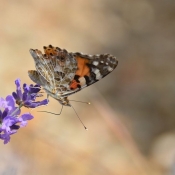 Photo de Papillon - belle-dame