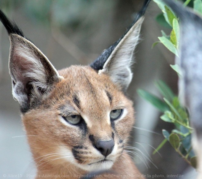 Photo de Caracal