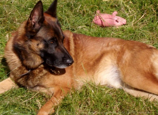 Photo de Berger belge malinois