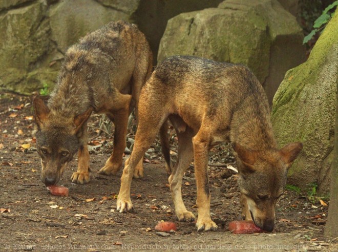 Photo de Loup