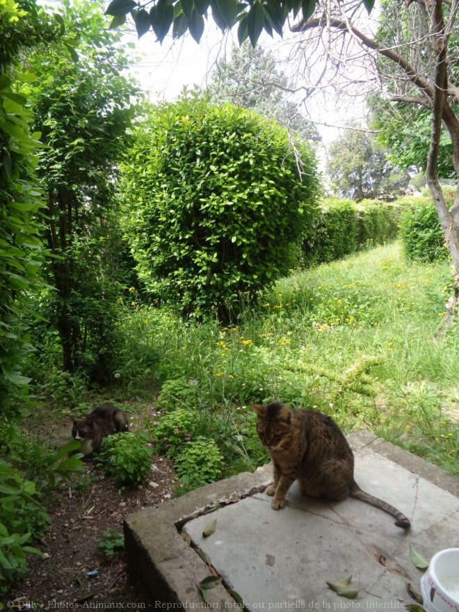 Photo de Chat domestique