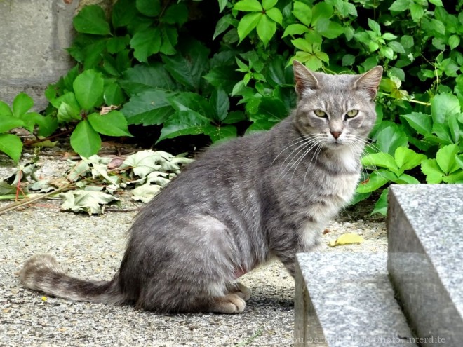 Photo de Chat domestique