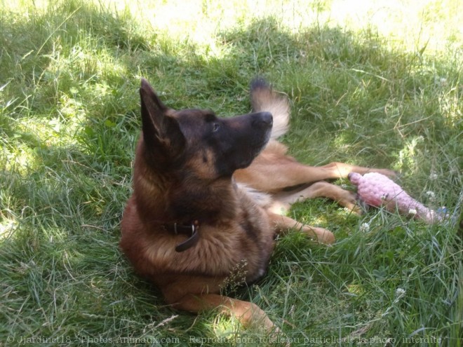 Photo de Berger belge malinois