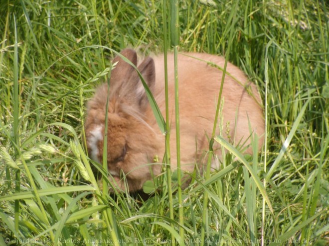 Photo de Lapin