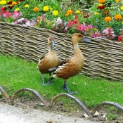 Photo de Canard dendrocygne