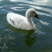 Photo de Cygne