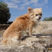 Photo de Chihuahua  poil long