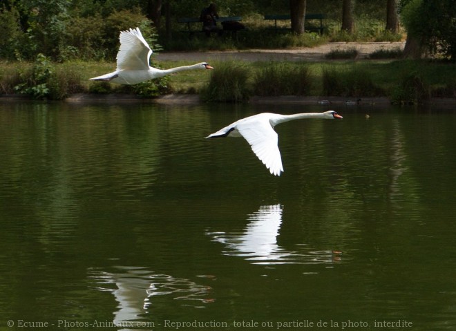 Photo de Cygne