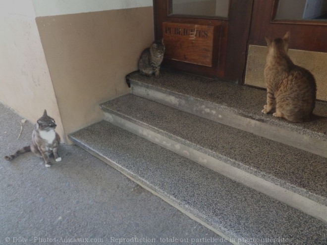 Photo de Chat domestique