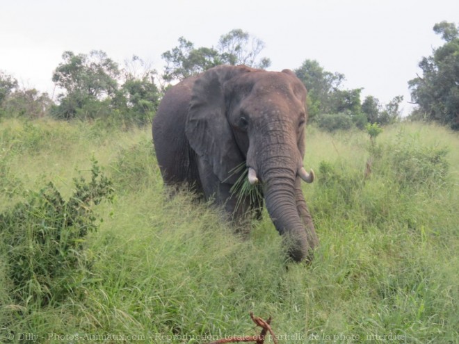 Photo d'Elphant d'afrique