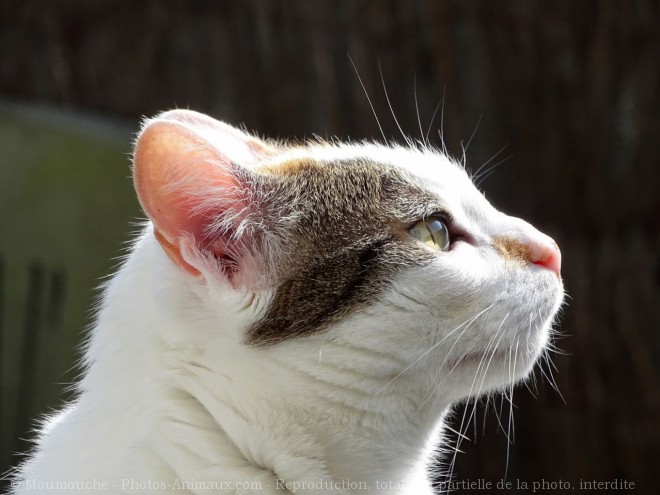 Photo de Chat domestique