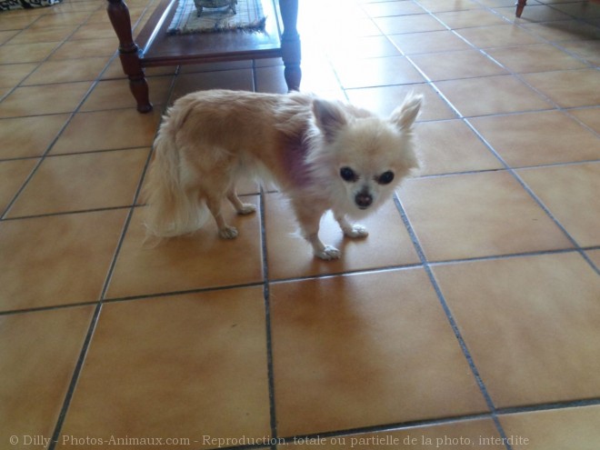 Photo de Chihuahua  poil long