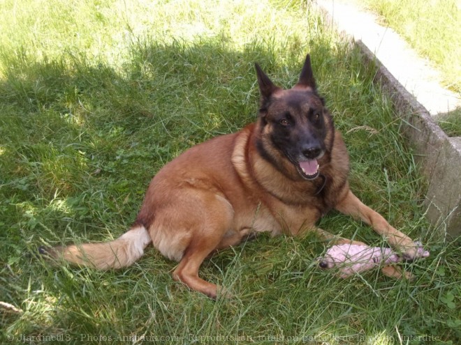 Photo de Berger belge malinois