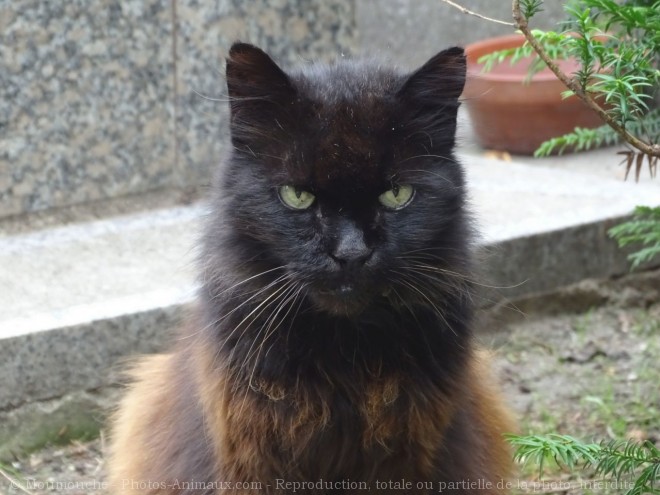 Photo de Chat domestique