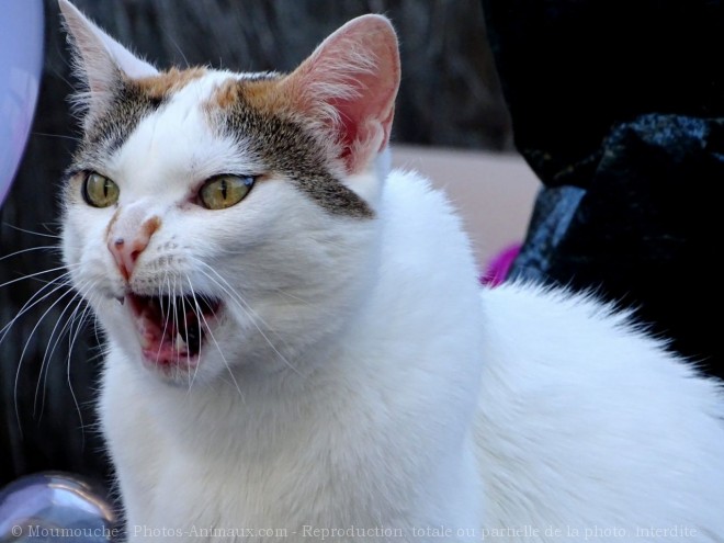 Photo de Chat domestique