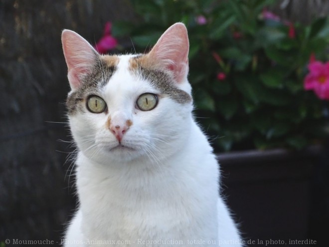 Photo de Chat domestique