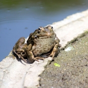 Photo de Grenouille