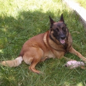 Photo de Berger belge malinois