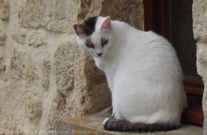 Photo de Chat domestique