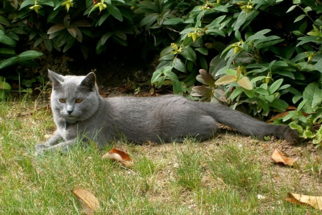 Photo de Chartreux