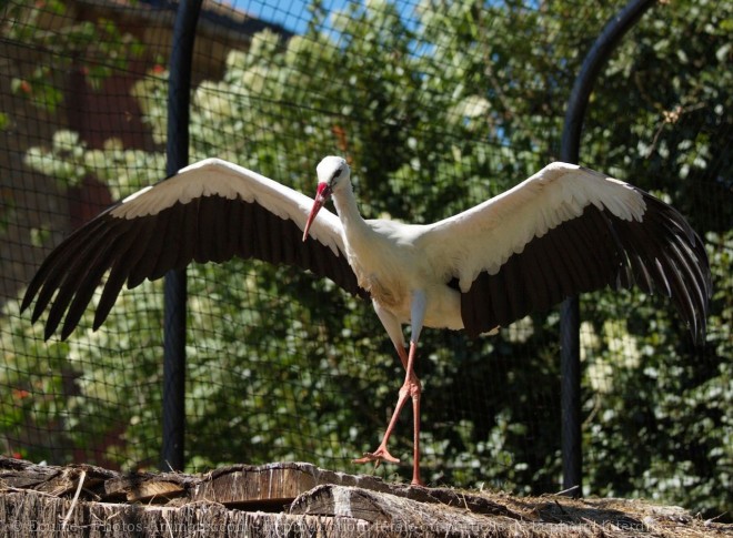 Photo de Cigogne