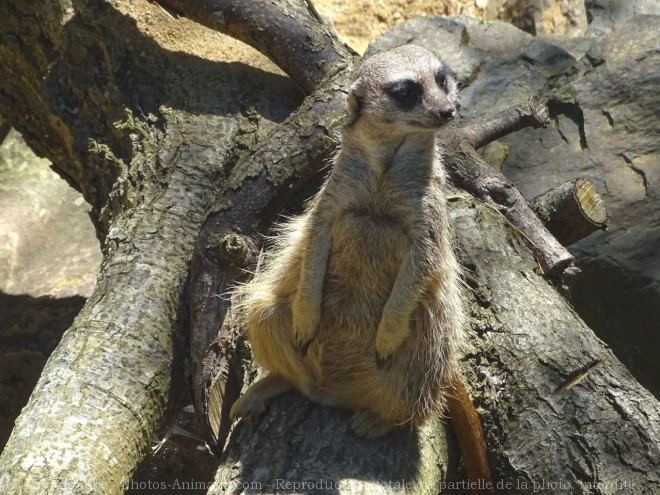 Photo de Suricate