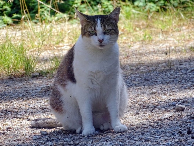 Photo de Chat domestique