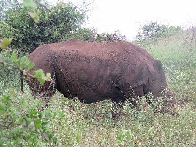 Photo de Rhinocros